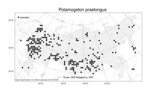 Potamogeton praelongus, Рдест длиннейший Wulfen, Атлас флоры России (FLORUS) (Россия)