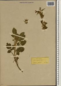 Salvia bracteata Banks & Sol., Зарубежная Азия (ASIA) (Турция)
