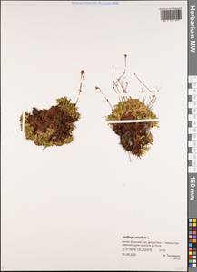 Камнеломка дернистая L., Сибирь, Якутия (S5) (Россия)