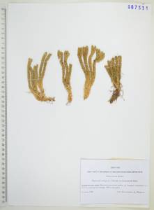 Баранец обыкновенный (L.) Bernh., Сибирь, Дальний Восток (S6) (Россия)