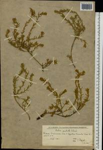 Бассия простертая (L.) Beck, Восточная Европа, Нижневолжский район (E9) (Россия)