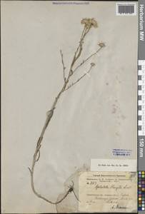 Солонечник Гаупта (Ledeb.) Lindl. ex DC., Средняя Азия и Казахстан, Джунгарский Алатау и Тарбагатай (M5) (Казахстан)