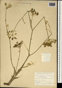 Dichoropetalum palimbioides (Boiss.) Pimenov & Kljuykov, Зарубежная Азия (ASIA) (Турция)