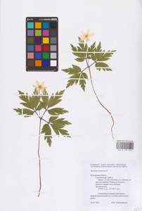 Ветренца дубравная L., Восточная Европа, Центральный район (E4) (Россия)