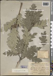 Дуб пушистый Willd., Кавказ, Краснодарский край и Адыгея (K1a) (Россия)