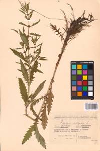 MHA 0 157 790, Зюзник европейский L., Восточная Европа, Западный район (E3) (Россия)