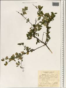 Lepidagathis calycina Hochst. ex DC., Африка (AFR) (Эфиопия)