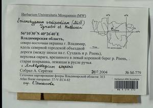 Amblystegium serpens (Hedw.) Schimp., Гербарий мохообразных, Мхи - Центральное Нечерноземье (B6) (Россия)