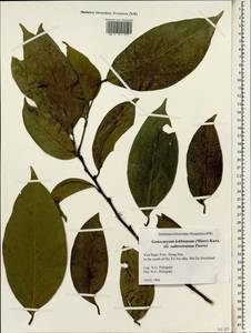 Gonocaryum lobbianum (Miers) Kurz, Зарубежная Азия (ASIA) (Вьетнам)