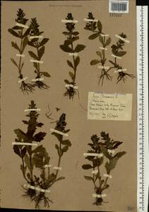 Живучка женевская L., Восточная Европа, Ростовская область (E12a) (Россия)