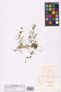 Rabelera holostea (L.) M.T.Sharples & E.A.Tripp, Зарубежная Азия (ASIA) (Турция)