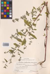 Crepidiastrum denticulatum subsp. denticulatum, Сибирь, Дальний Восток (S6) (Россия)