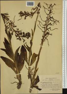 Himantoglossum hircinum (L.) Spreng., Западная Европа (EUR) (Италия)