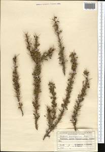 Berberis ulicina Hook. fil. & Thomson, Средняя Азия и Казахстан, Северный и Центральный Тянь-Шань (M4) (Киргизия)