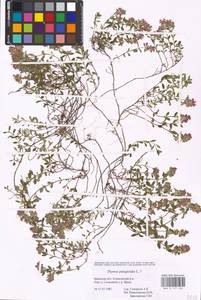 MHA 0 157 436, Тимьян блошиный, Чабрец блошиный L., Восточная Европа, Западный район (E3) (Россия)