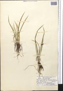 Ирис короткотрубчатый (Maxim.) Doronkin, Средняя Азия и Казахстан, Северный и Центральный Тянь-Шань (M4) (Казахстан)