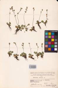 Камнеломка снежная (L.) Small, Восточная Европа, Северный район (E1) (Россия)