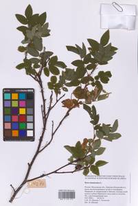 Шиповник майский Herrm., Восточная Европа, Московская область и Москва (E4a) (Россия)