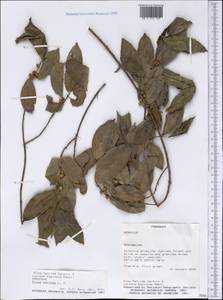 Ficus pertusa L. fil., Америка (AMER) (Парагвай)