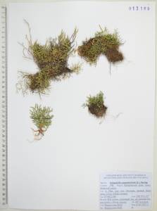 Плаунок кровянокрасный (L.) Spring, Сибирь, Дальний Восток (S6) (Россия)