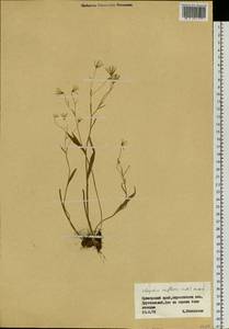 Гусиный лук трехцветковый (Ledeb.) Schult. & Schult.f., Сибирь, Дальний Восток (S6) (Россия)