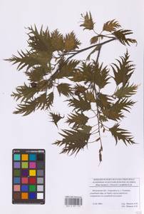 Alnus incana subsp. incana, Восточная Европа, Московская область и Москва (E4a) (Россия)