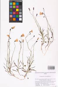 Колокольчик круглолистный L., Восточная Европа, Северный район (E1) (Россия)