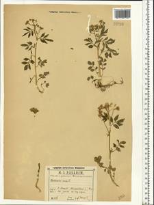 Сердечник горький L., Восточная Европа, Центральный район (E4) (Россия)