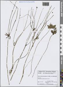 Лютик почти-северный (Tzvelev) Kuvaev, Сибирь, Центральная Сибирь (S3) (Россия)