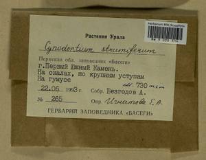 Cynodontium strumiferum (Hedw.) Lindb., Гербарий мохообразных, Мхи - Пермский край, Удмуртия, Свердловская и Кировская области (B8) (Россия)