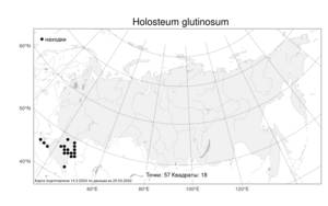 Holosteum glutinosum, Костенец липкий (M. Bieb.) Fisch. & C. A. Mey., Атлас флоры России (FLORUS) (Россия)