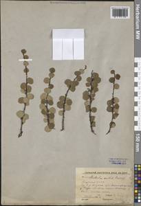 Береза железистая Michx., Сибирь, Якутия (S5) (Россия)