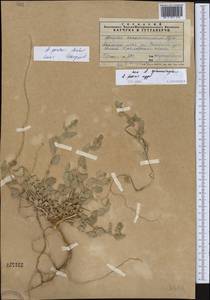 Atriplex pratovii Sukhor., Средняя Азия и Казахстан, Сырдарьинские пустыни и Кызылкумы (M7) (Казахстан)