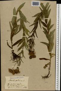 Pentanema salicinum (L.) D.Gut.Larr., Santos-Vicente, Anderb., E.Rico & M.M.Mart.Ort., Восточная Европа, Центральный лесостепной район (E6) (Россия)