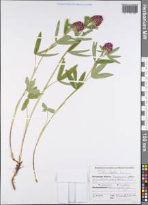 Клевер альпийский L., Восточная Европа, Ростовская область (E12a) (Россия)