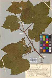 Ampelopsis glandulosa var. brevipedunculata (Maxim.) Momiy., Сибирь, Дальний Восток (S6) (Россия)