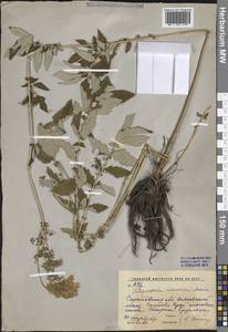 Таволга вязолистная (L.) Maxim., Восточная Европа, Нижневолжский район (E9) (Россия)