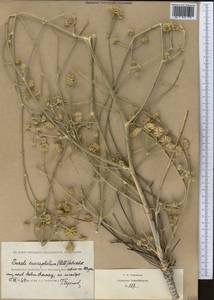 Жабрица пушистоголовая (Pall. ex Spreng.) Schischk., Средняя Азия и Казахстан, Прикаспийский Устюрт и Северное Приаралье (M8) (Казахстан)