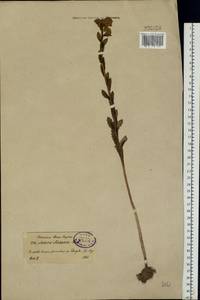 Очитник обыкновенный (L.) H.Ohba, Восточная Европа, Северо-Западный район (E2) (Россия)