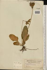 Первоцвет весенний L., Восточная Европа, Центральный район (E4) (Россия)