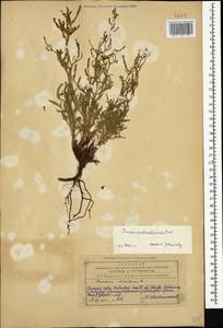 Щавель щавельковидный (Balansa) Den Nijs, Кавказ, Азербайджан (K6) (Азербайджан)