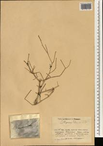 Джузгун Роборовского Losinsk., Зарубежная Азия (ASIA) (КНР)