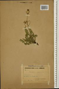 Кульбаба сильношероховатая (Willd.) Boiss. ex Ball, Кавказ, Армения (K5) (Армения)