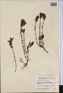 Penstemon fruticosus var. scouleri (Lindl.) Cronq., Америка (AMER) (Канада)