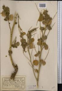 Cullen drupaceum (Bunge)C.H.Stirt., Средняя Азия и Казахстан, Сырдарьинские пустыни и Кызылкумы (M7) (Казахстан)
