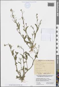 Резушка низкая (Steph.) Al-Shehbaz, O'Kane & R.A.Price, Кавказ, Дагестан (K2) (Россия)