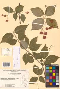 Бересклет большекрылый Rupr., Сибирь, Дальний Восток (S6) (Россия)