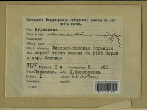 Calliergonella cuspidata (Hedw.) Loeske, Гербарий мохообразных, Мхи - Центральное Нечерноземье (B6) (Россия)