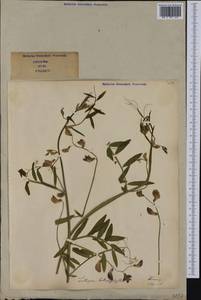 Lathyrus grandiflorus Sibth. & Sm., Западная Европа (EUR) (Италия)
