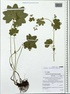 Манжетка Воротникова Czkalov, Восточная Европа, Северо-Западный район (E2) (Россия)